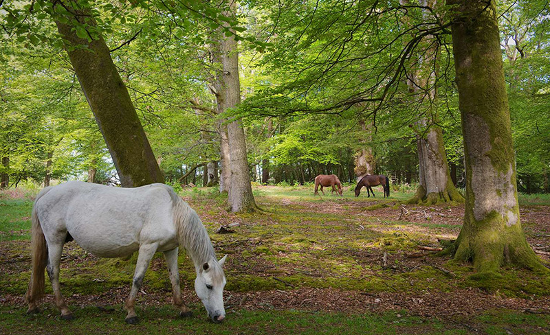 New Forest Hotels